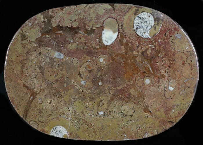 / Fossil Orthoceras & Goniatite Plate - Stoneware #58577